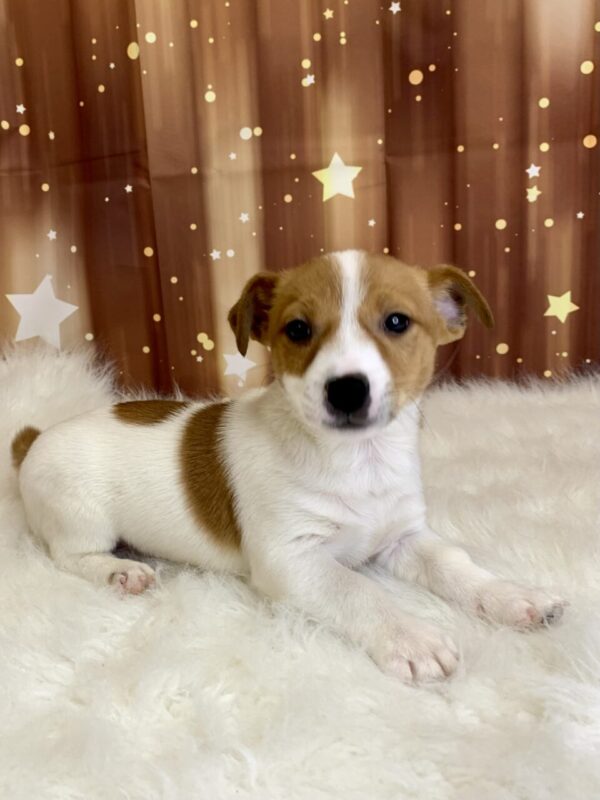 jet2-600x800 Jet (Male) Jack Russell $1899.99