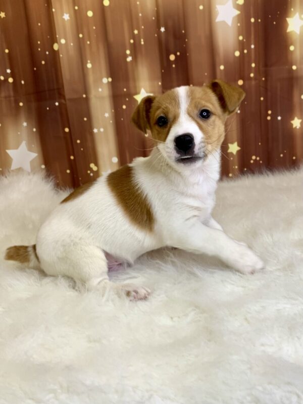 jet3-600x800 Jet (Male) Jack Russell $1899.99