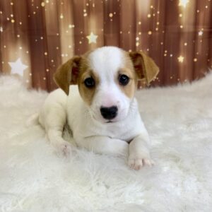 junior-300x300 Junior (Male) Jack Russell $1899.99 (Found Loving Home)