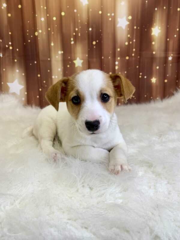junior-600x800 Junior (Male) Jack Russell $1899.99 (Found Loving Home)