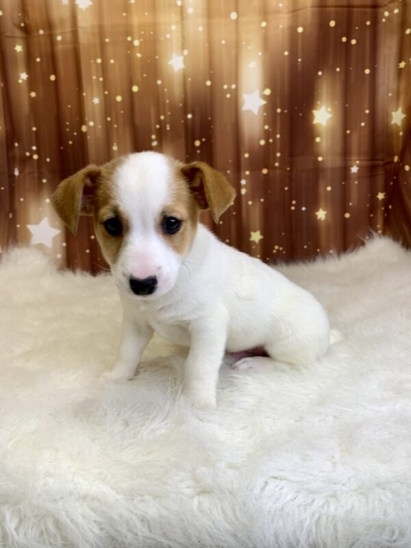 junior1-600x800 Junior (Male) Jack Russell $1899.99 (Found Loving Home)