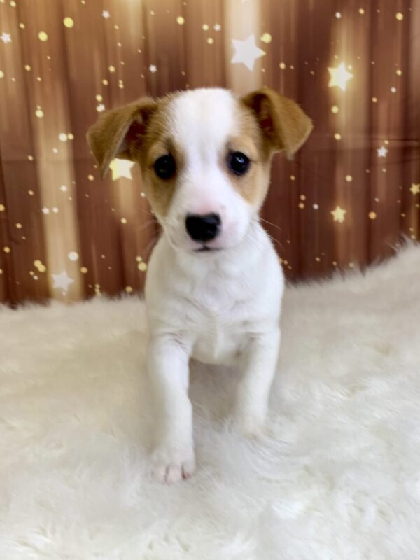 junior2-600x800 Junior (Male) Jack Russell $1899.99 (Found Loving Home)