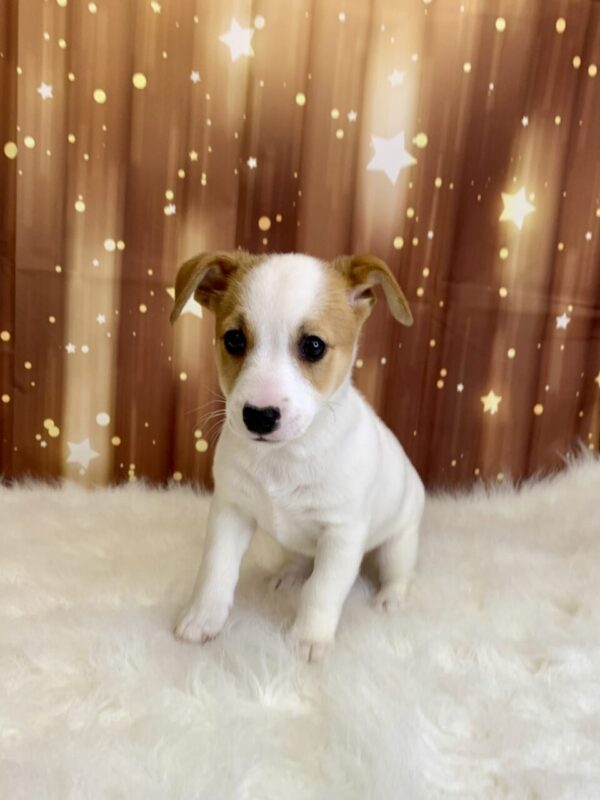 junior3-600x800 Junior (Male) Jack Russell $1899.99 (Found Loving Home)
