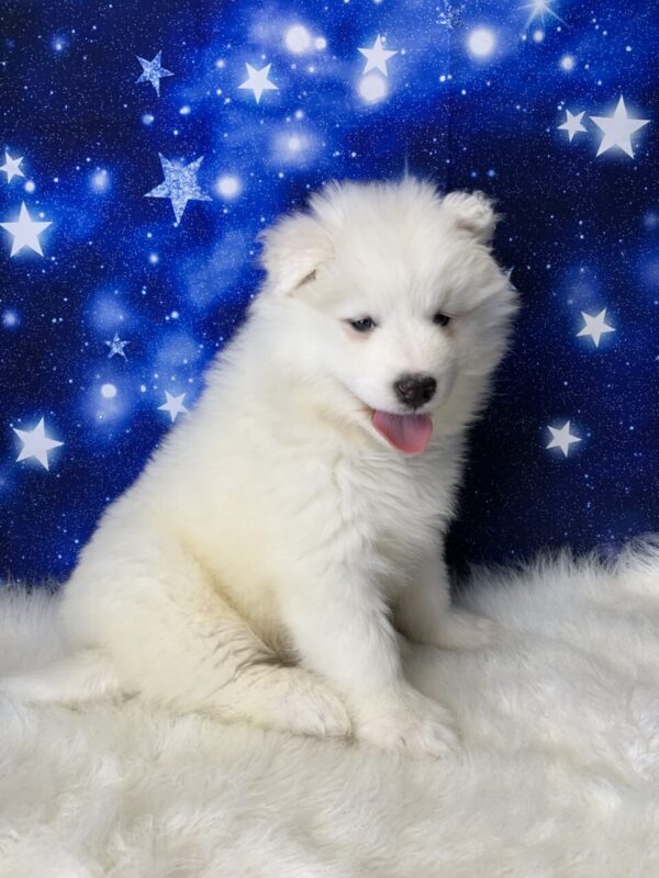 kipper5-600x800 Skipper (Male) Samoyed $1899.99 (Found Loving Home)