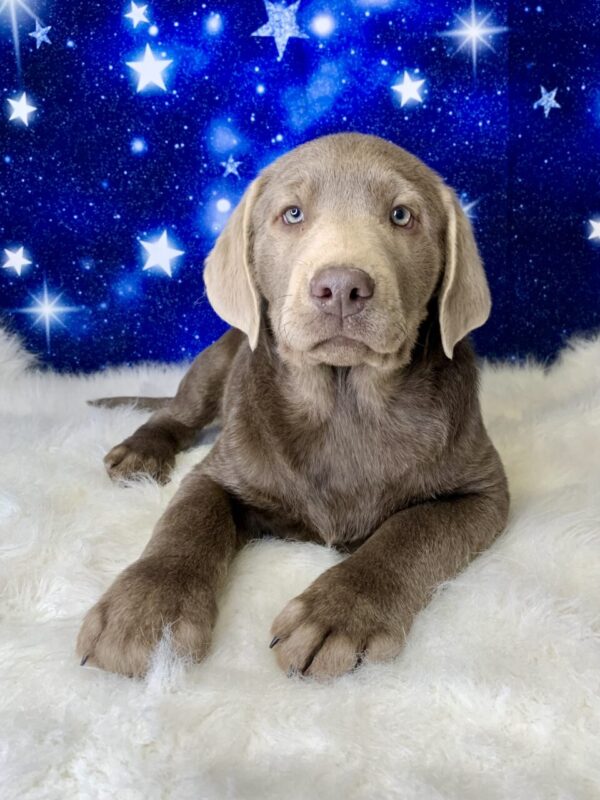 lady-600x800 Lady (Female) Labrador Retriever $1899.99 (Found Loving Home)