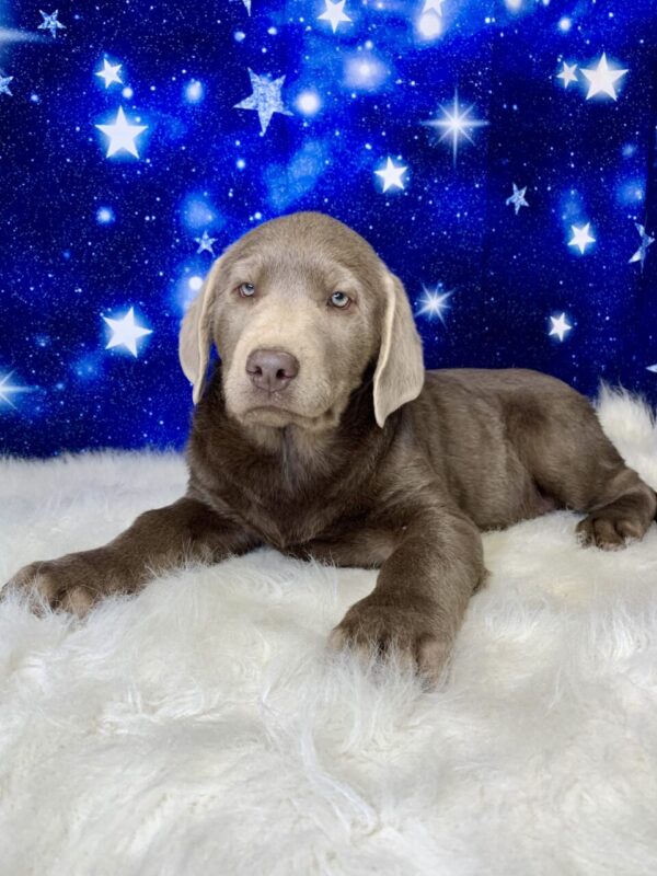 lady1-600x800 Lady (Female) Labrador Retriever $1899.99 (Found Loving Home)