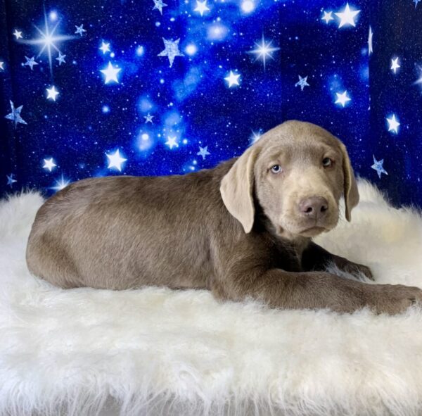 lady2-600x591 Lady (Female) Labrador Retriever $1899.99 (Found Loving Home)