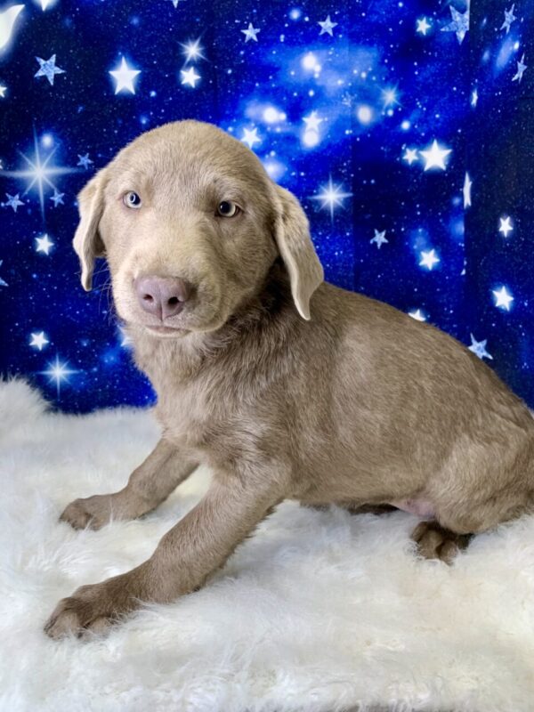 luna-600x800 Luna (Female) Labrador Retriever $1899.99 (Found Loving Home)