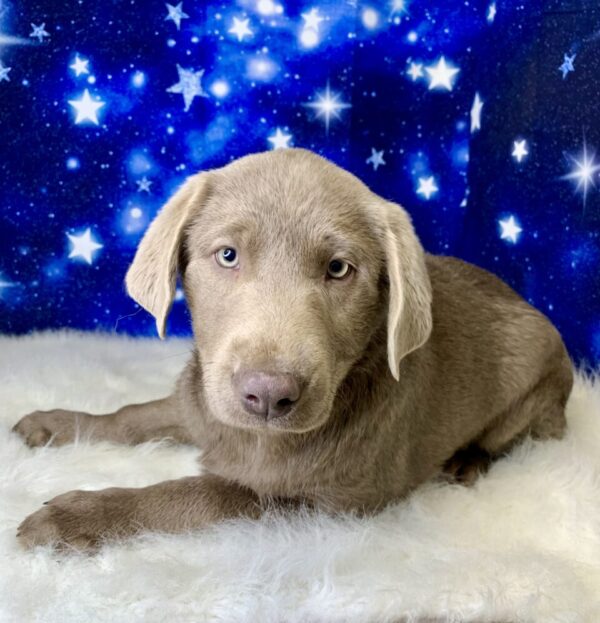 luna1-600x623 Luna (Female) Labrador Retriever $1899.99 (Found Loving Home)