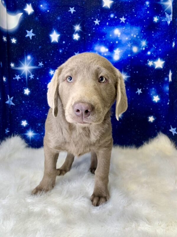 luna2-600x800 Luna (Female) Labrador Retriever $1899.99 (Found Loving Home)