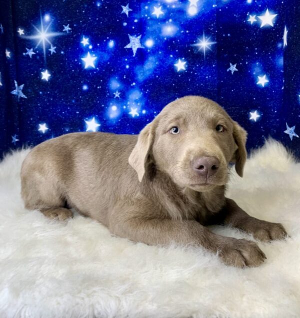 luna3-600x637 Luna (Female) Labrador Retriever $1899.99 (Found Loving Home)
