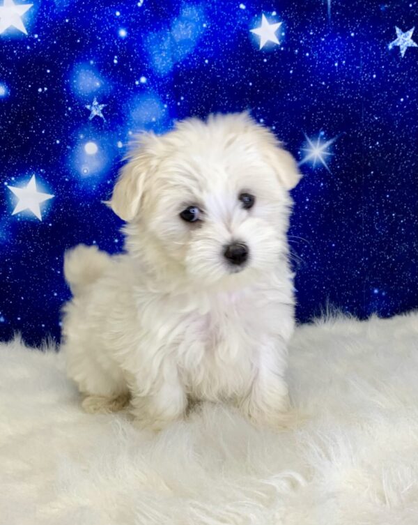 maddy-600x753 Maddy (Female) Maltese $2199.99