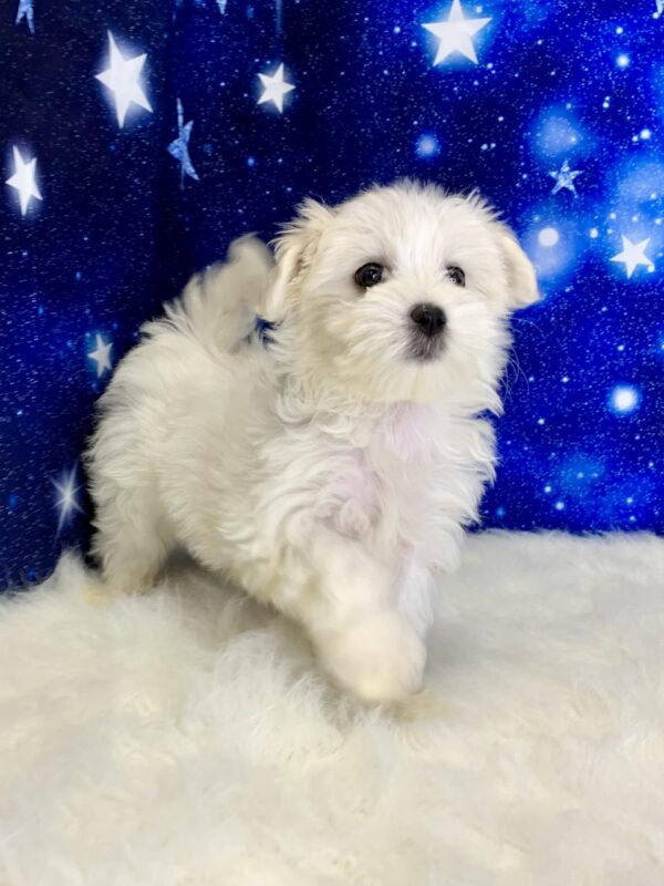 maddy1-600x800 Maddy (Female) Maltese $2199.99