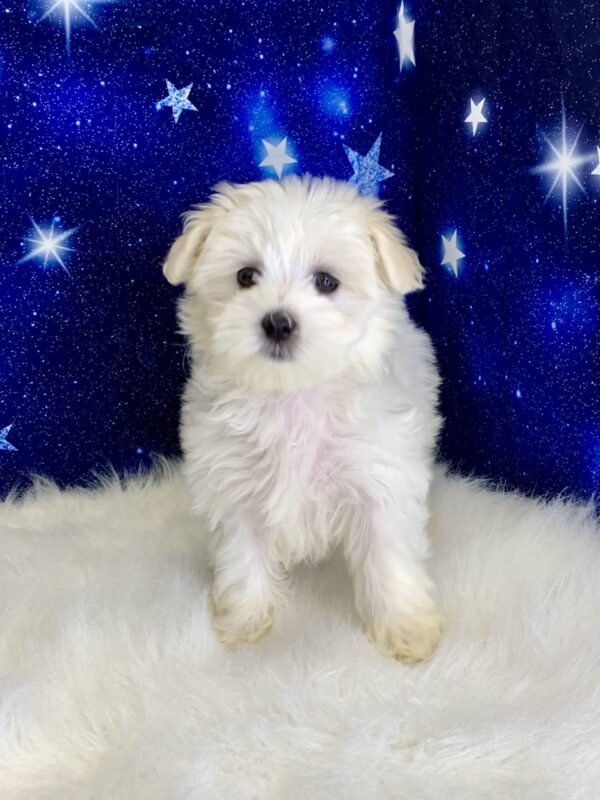 maddy2-600x800 Maddy (Female) Maltese $2199.99