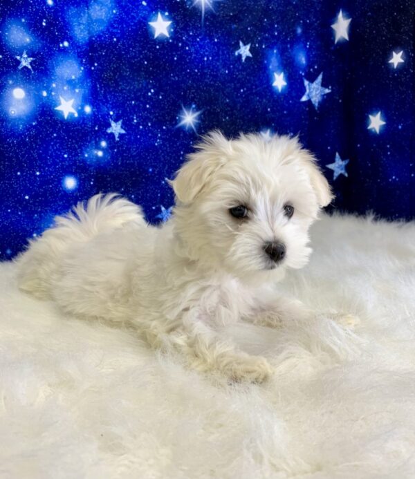 maddy3-600x693 Maddy (Female) Maltese $2199.99