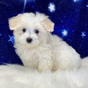 murray-300x300 Murray (Male) Maltese $2199.99