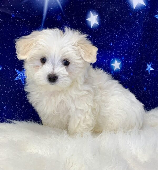 murray-600x644 Murray (Male) Maltese $2199.99