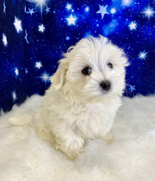 murray1-600x700 Murray (Male) Maltese $2199.99