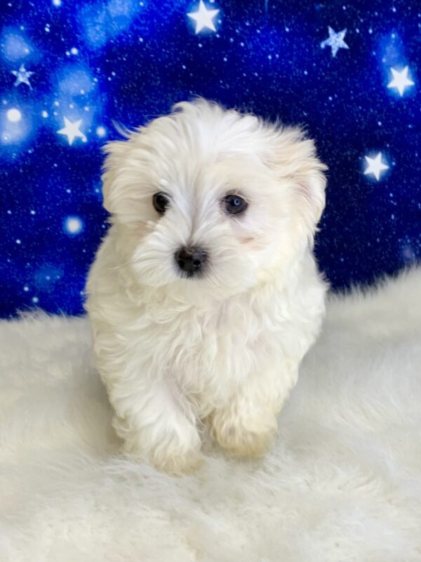 murray2-600x800 Murray (Male) Maltese $2199.99