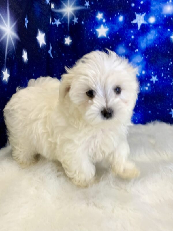 murray4-600x800 Murray (Male) Maltese $2199.99