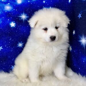ophia-300x300 Sophia (Female) Samoyed $1899.99