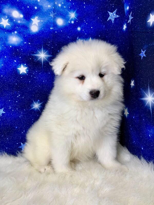 ophia-600x800 Sophia (Female) Samoyed $1899.99