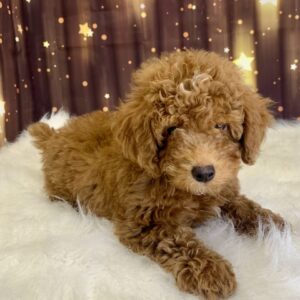 pablo-300x300 Pablo (Male) Poodle, Mini $1899.99