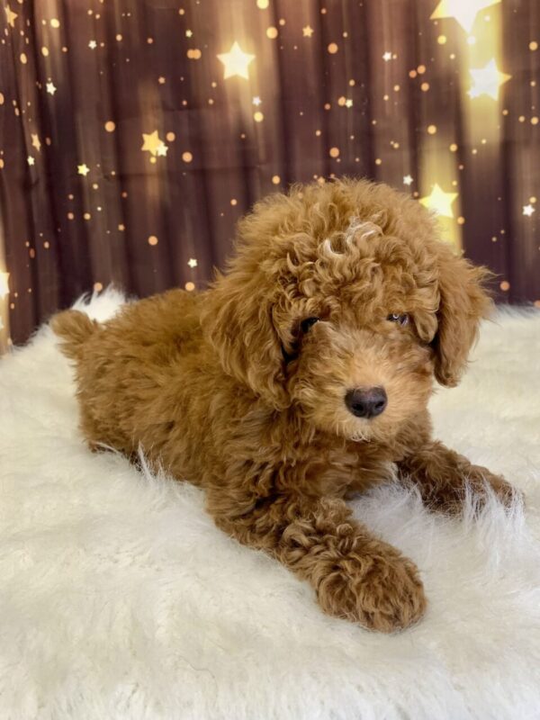 pablo-600x800 Pablo (Male) Poodle, Mini $1899.99