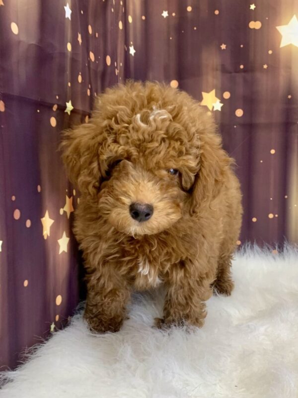pablo1-600x800 Pablo (Male) Poodle, Mini $1899.99