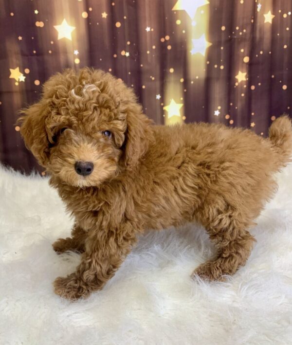 pablo2-600x709 Pablo (Male) Poodle, Mini $1899.99