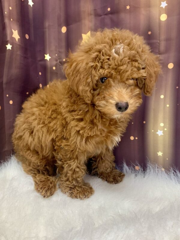 pablo3-600x800 Pablo (Male) Poodle, Mini $1899.99