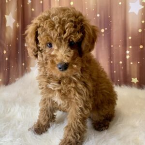 palmer-300x300 Palmer (Male) Poodle, Mini $1899.99