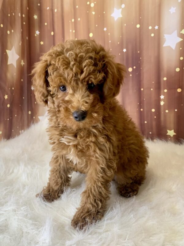 palmer-600x800 Palmer (Male) Poodle, Mini $1899.99