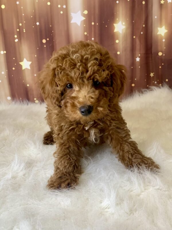 palmer1-600x800 Palmer (Male) Poodle, Mini $1899.99