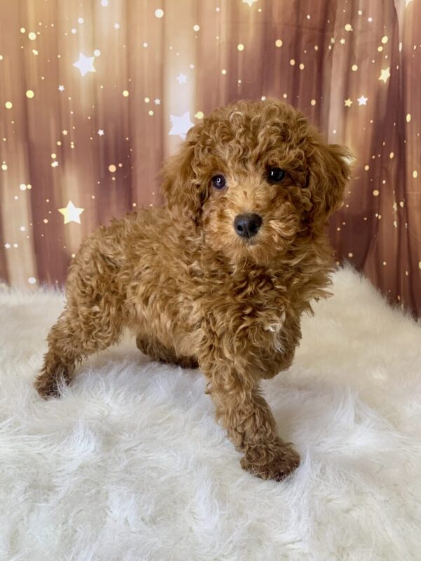 palmer2-600x800 Palmer (Male) Poodle, Mini $1899.99