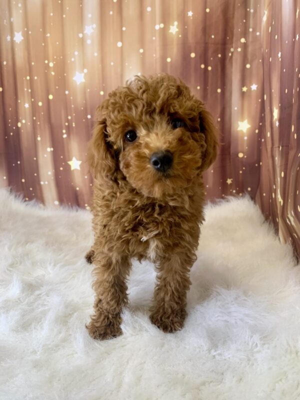 palmer3-600x800 Palmer (Male) Poodle, Mini $1899.99