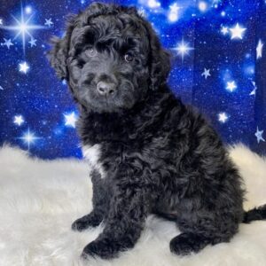 parker-300x300 Parker (Male) Portuguese Water $1899.99