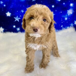 patrick-300x300 Patrick (Male) Poodle, Mini $1899.99 (Found Loving Home)