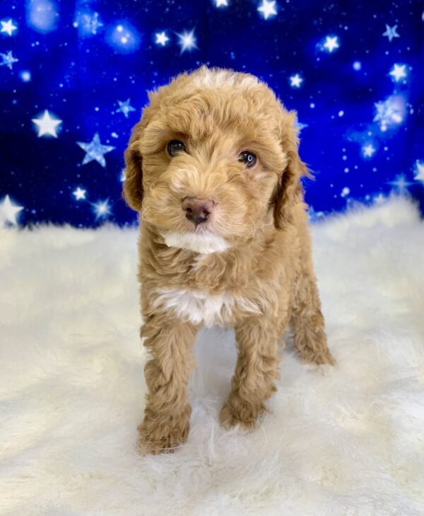 patrick-600x729 Patrick (Male) Poodle, Mini $1899.99 (Found Loving Home)