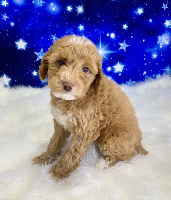 patrick1-600x702 Patrick (Male) Poodle, Mini $1899.99 (Found Loving Home)