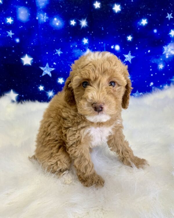 patrick2-600x752 Patrick (Male) Poodle, Mini $1899.99 (Found Loving Home)