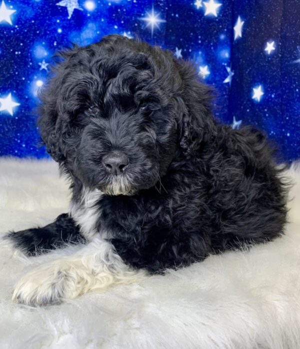 patty-600x699 Patty (Female) Portuguese Water $1899.99