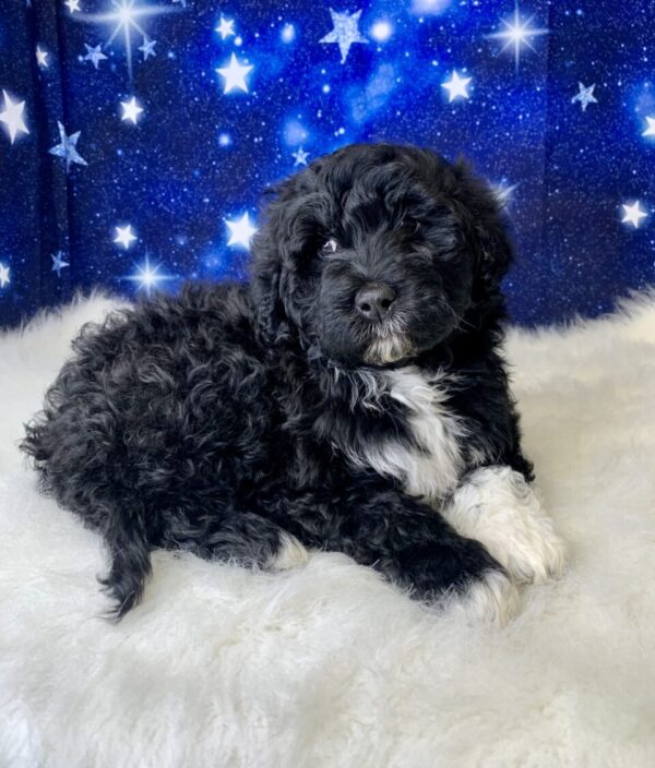 patty1-600x704 Patty (Female) Portuguese Water $1899.99