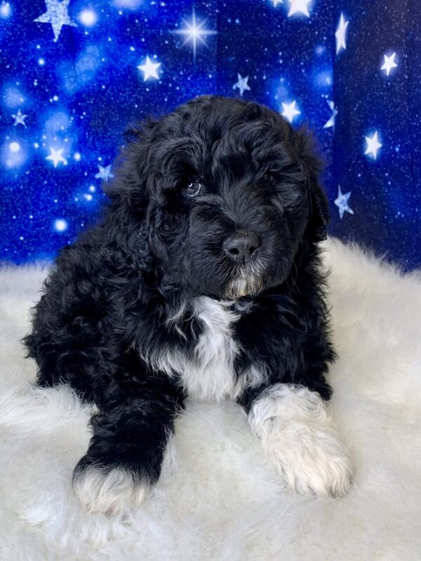 patty2-600x800 Patty (Female) Portuguese Water $1899.99