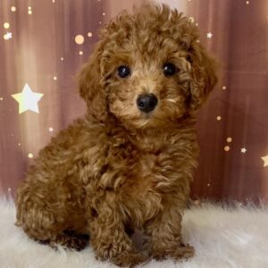 pauly1-300x300 Pauly (Male) Poodle, Mini $1899.99