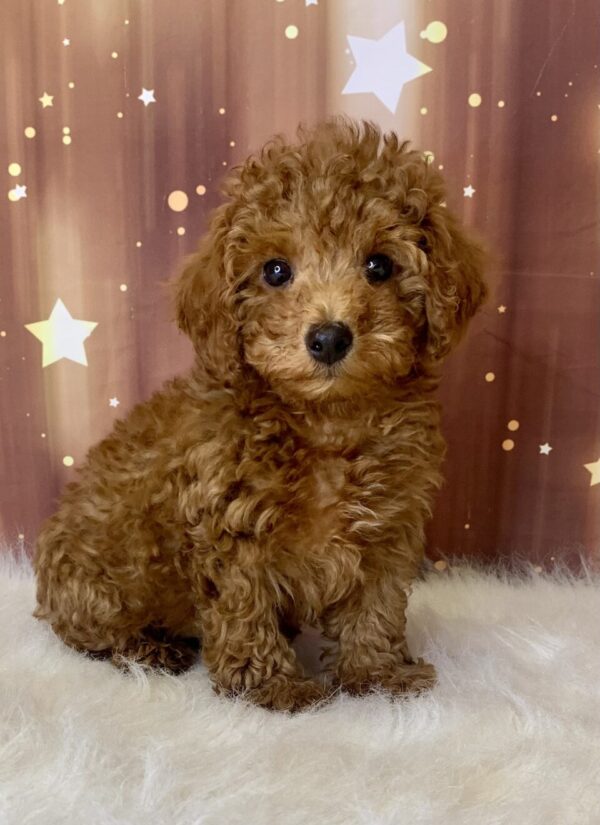 pauly1-600x825 Pauly (Male) Poodle, Mini $1899.99