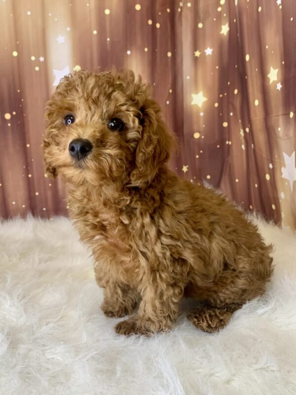 pauly2-600x800 Pauly (Male) Poodle, Mini $1899.99