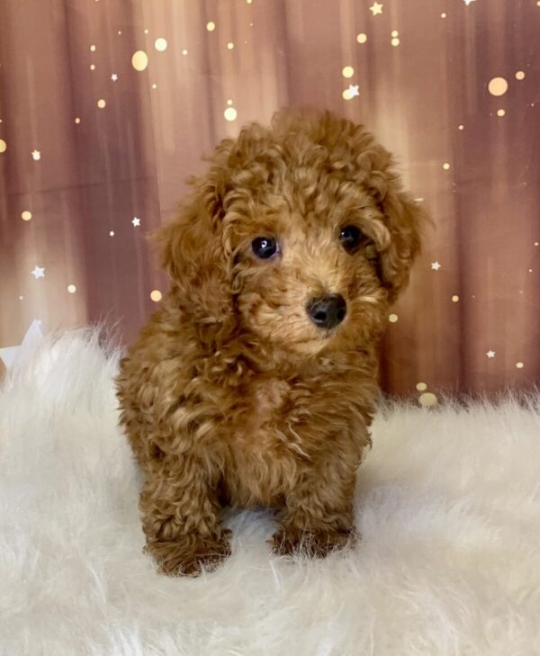 pauly4-600x729 Pauly (Male) Poodle, Mini $1899.99