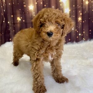 penelope-300x300 Penelope (Female) Poodle, Mini $1899.99