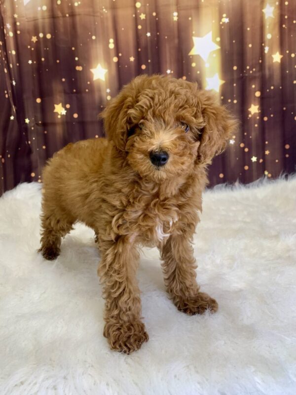 penelope-600x800 Penelope (Female) Poodle, Mini $1899.99